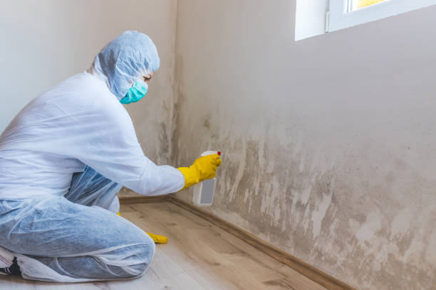 Licensed Black Mold Removal service in Geneva, NY - WQB Mold Removal