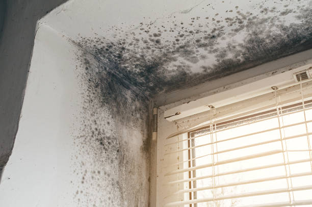 Affordable Black Mold Removal solutions in Geneva, NY